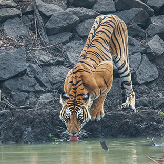 Kabini - 'Tiger tank female'